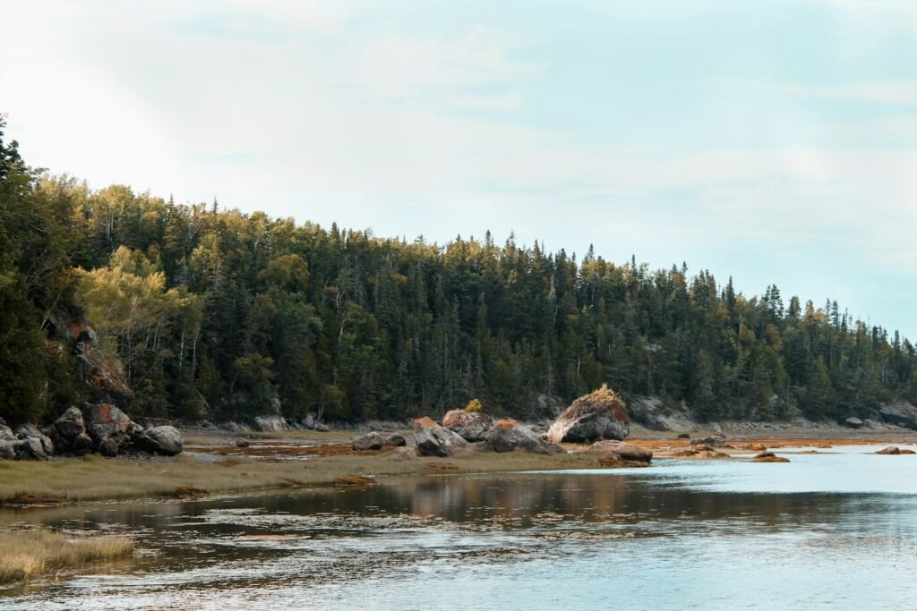 a large body of water surrounded by trees