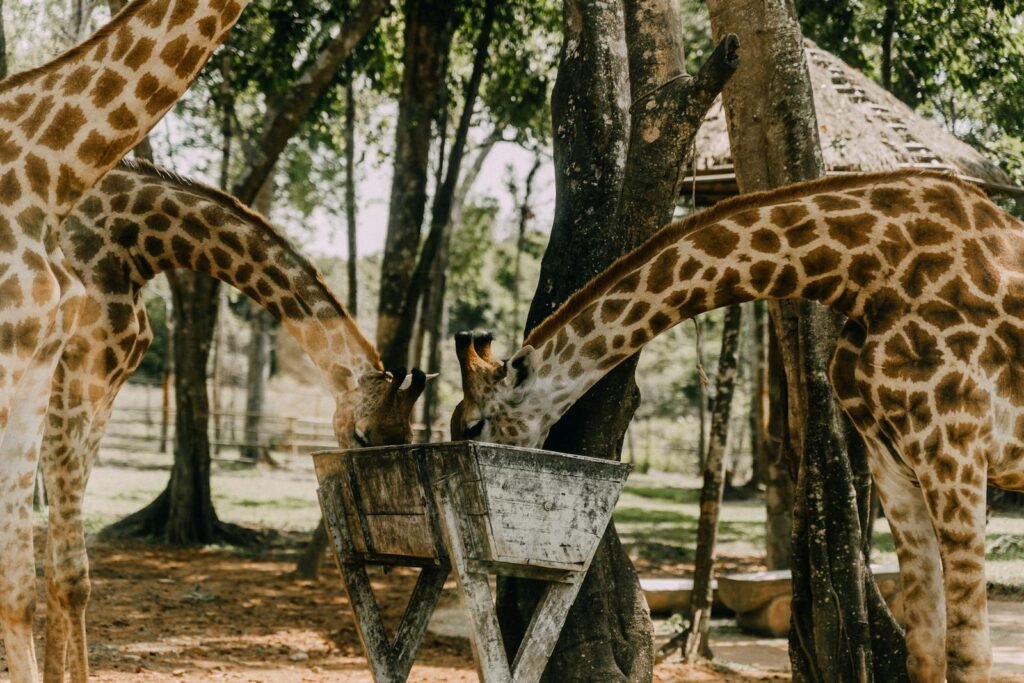 Two giraffes drinking from a wooden feeder in a lush outdoor setting.