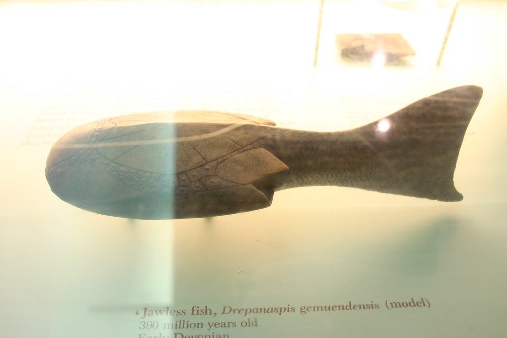 Jawless fish.