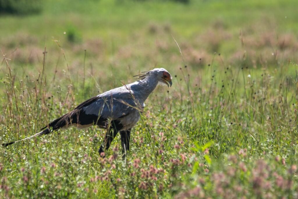 A majestic secretary bird gracefully prowls the savanna grasslands, showcasing its unique plumage.