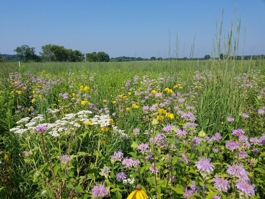 Restored tallgrass prairie