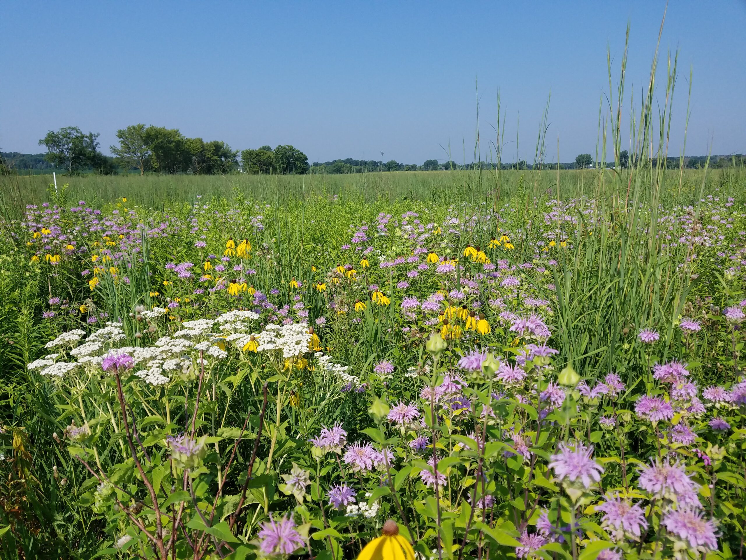 Replanting the Prairie: How Native Gardens Are Restoring Kansas’ Tallgrass Legacy