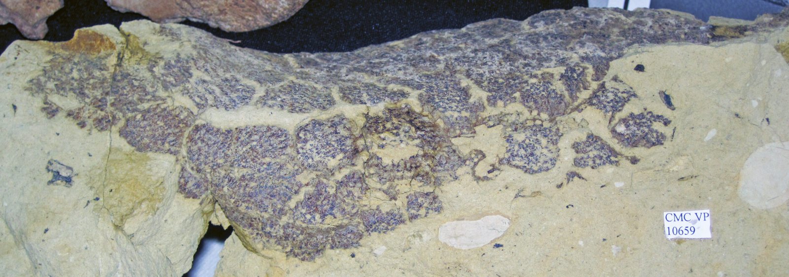 The Soft Side of Dinosaurs: What Skin Fossils Tell Us Beyond the Bones