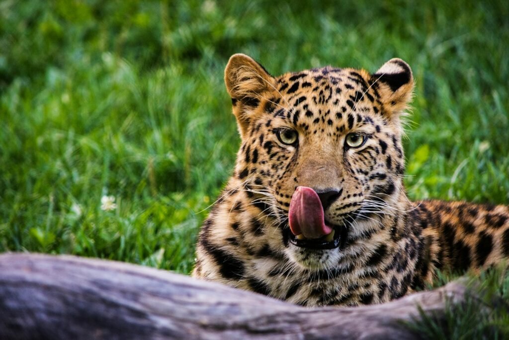 Leopard