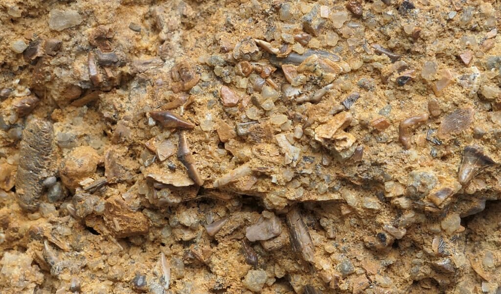 Bonebed