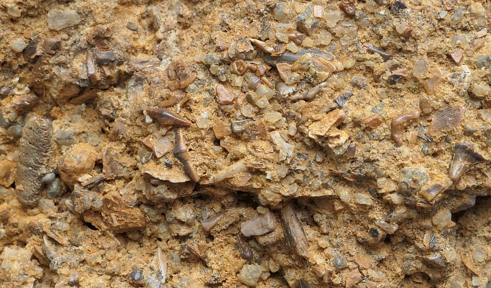 The Bonebed Beneath the Badlands: America’s Richest Dinosaur Graveyard