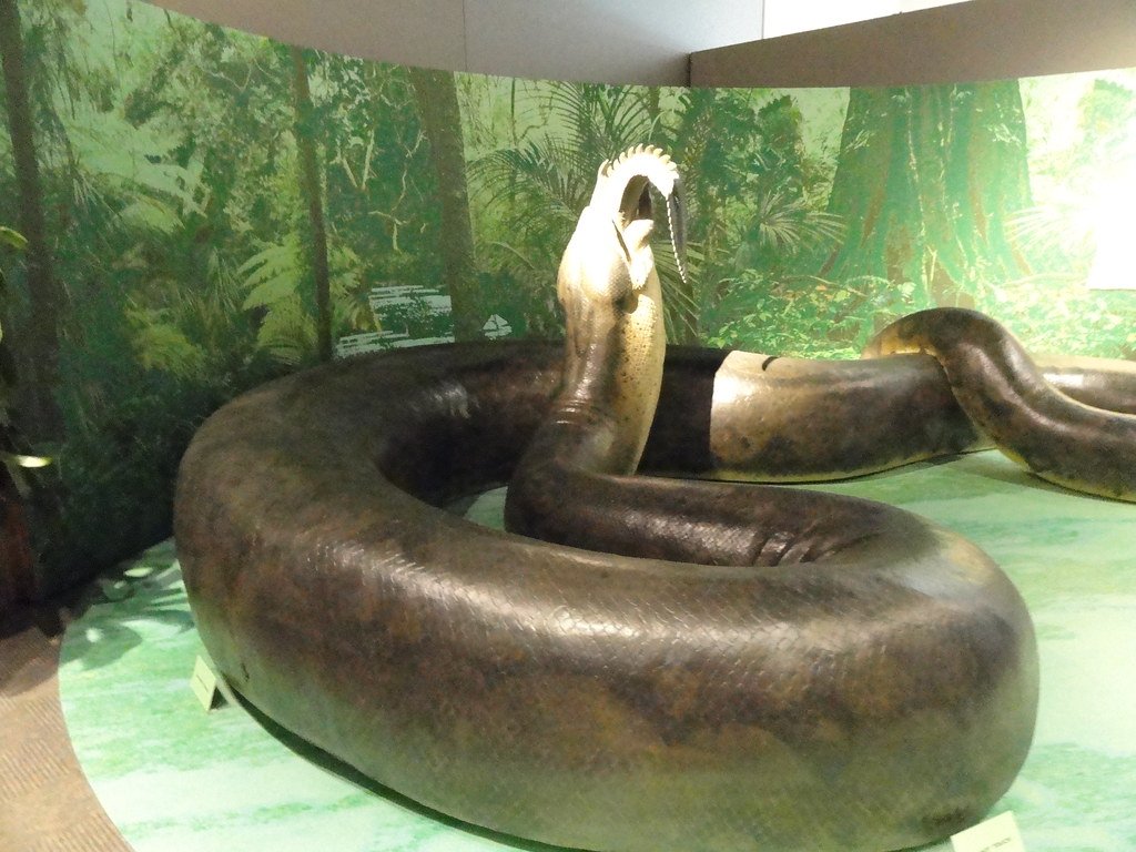 Titanoboa Exhibit