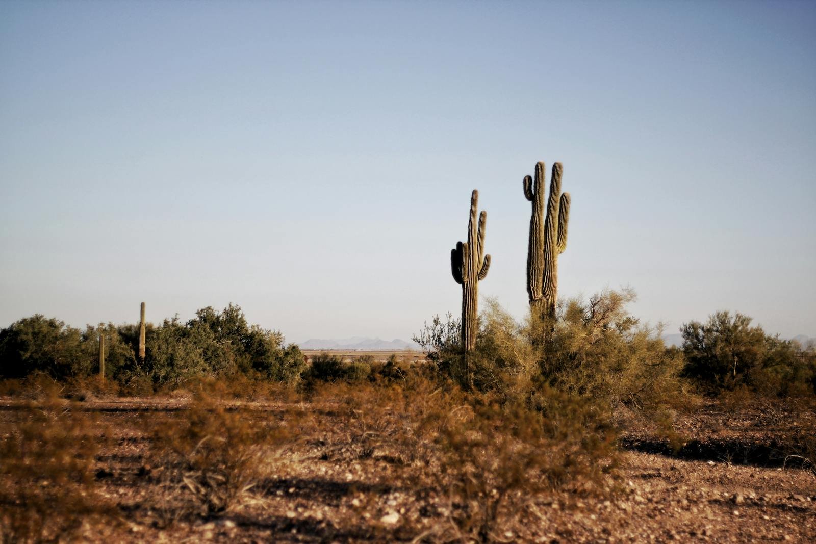 The Secret Lives of Saguaro Pollinators in a Changing Desert