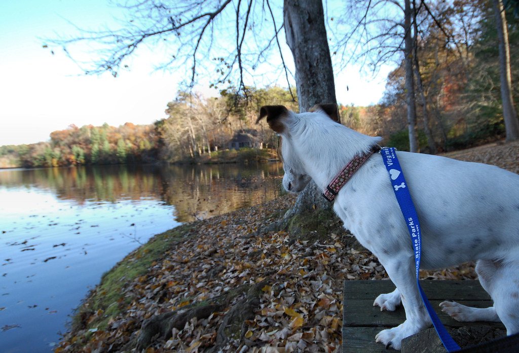 Dog looking down on a lake.