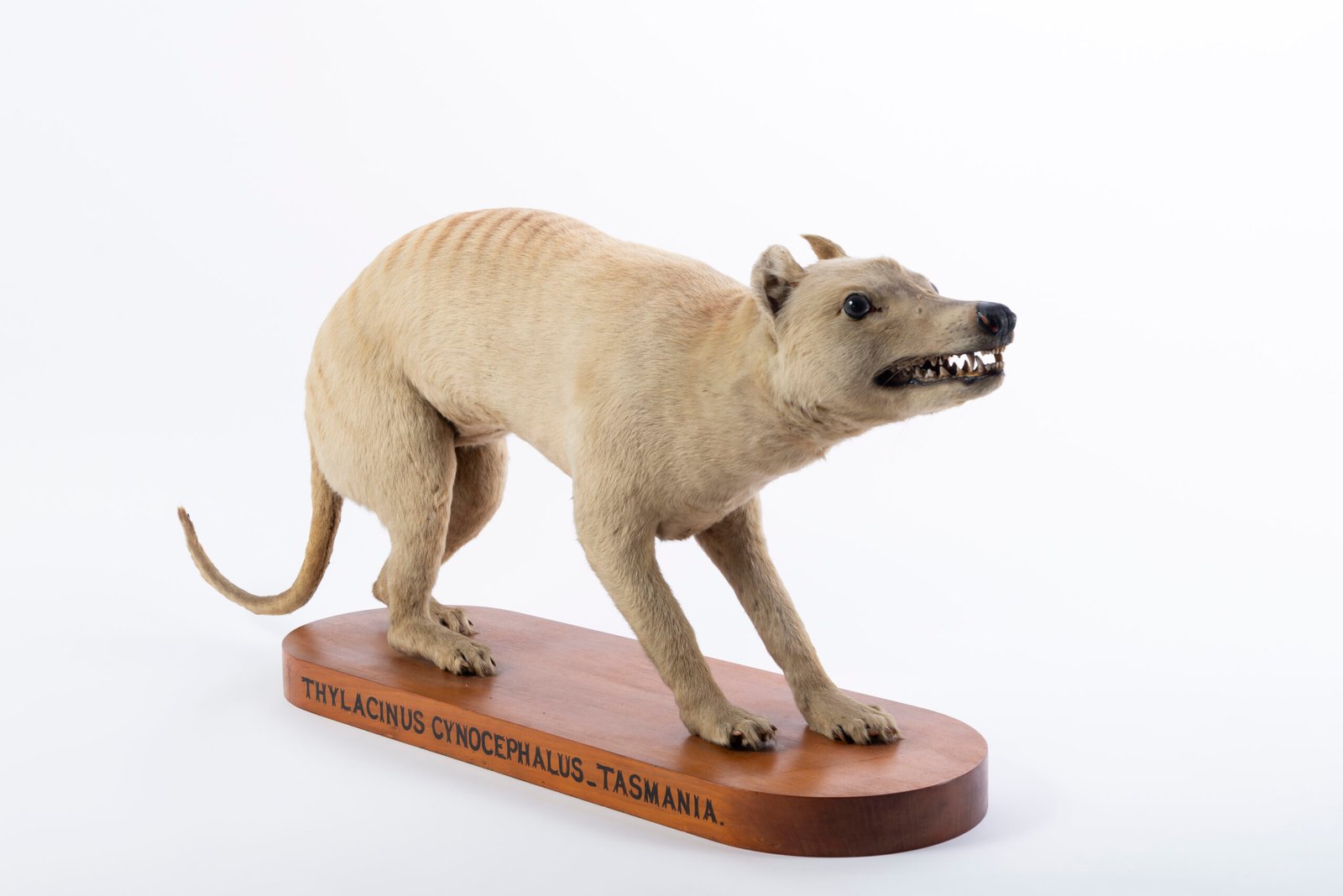 The Mysterious Extinction of the Tasmanian Tiger: Can We Bring It Back?