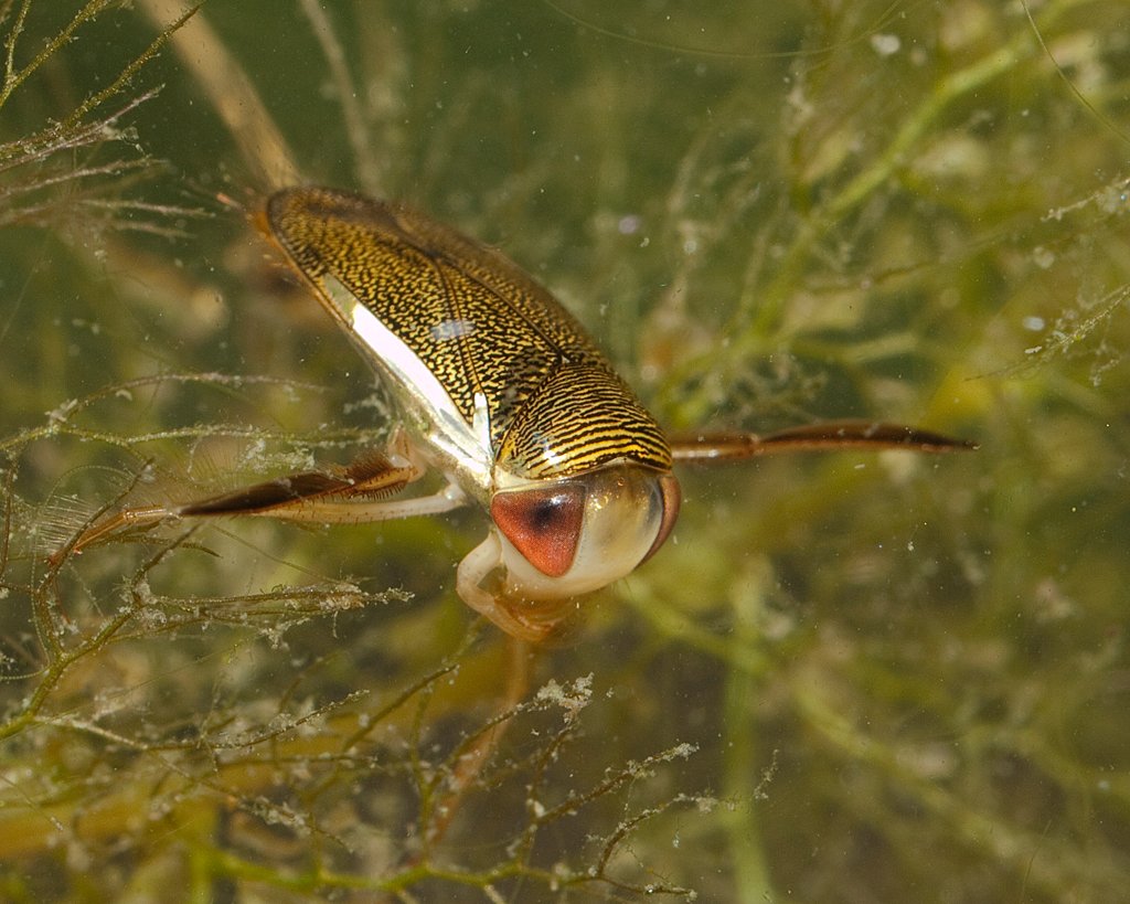Water Boatman