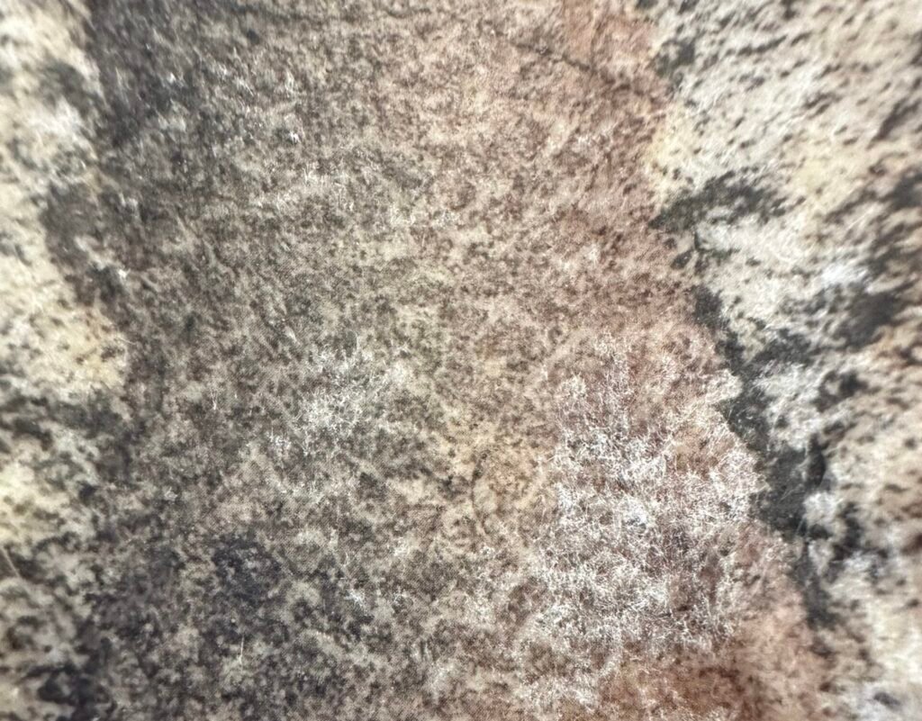 Dueling Dinosaurs skin.