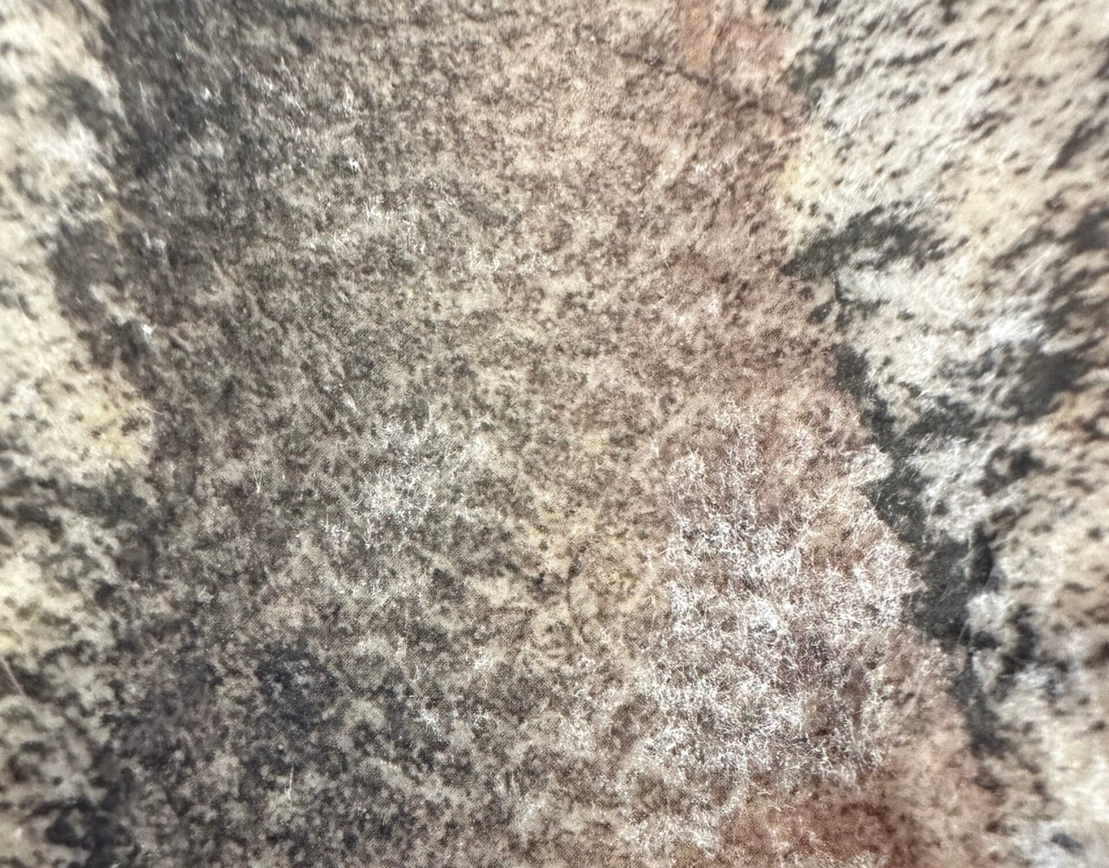 The Dino That Died Mid-Molt: Evidence of Shedding in Ancient Reptiles