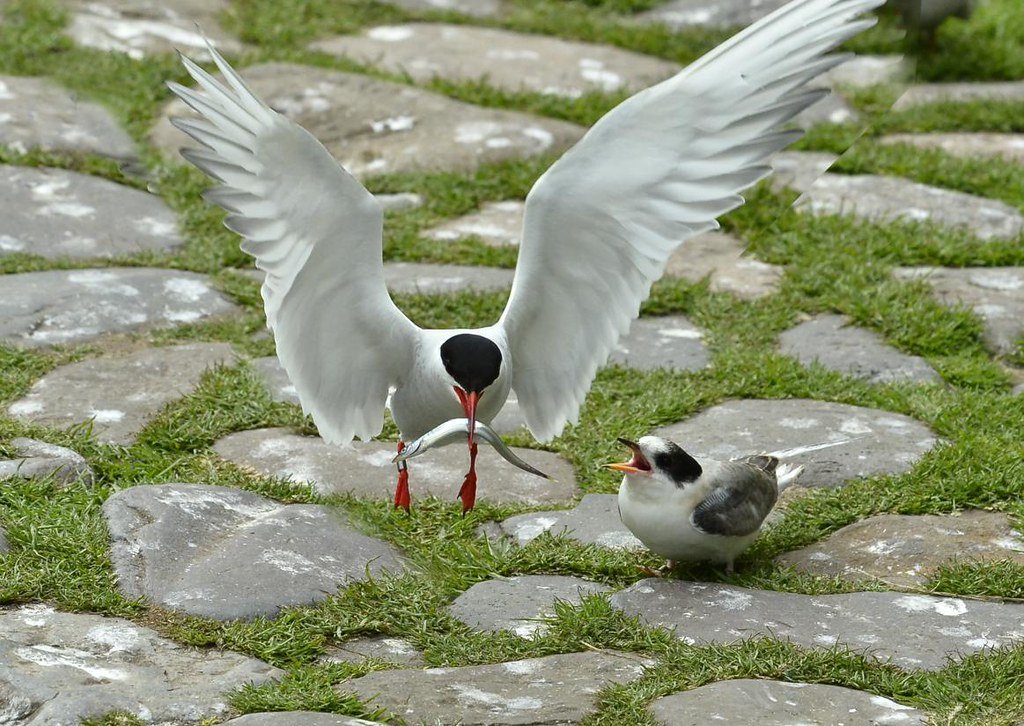 Arctic Tern & chick. 