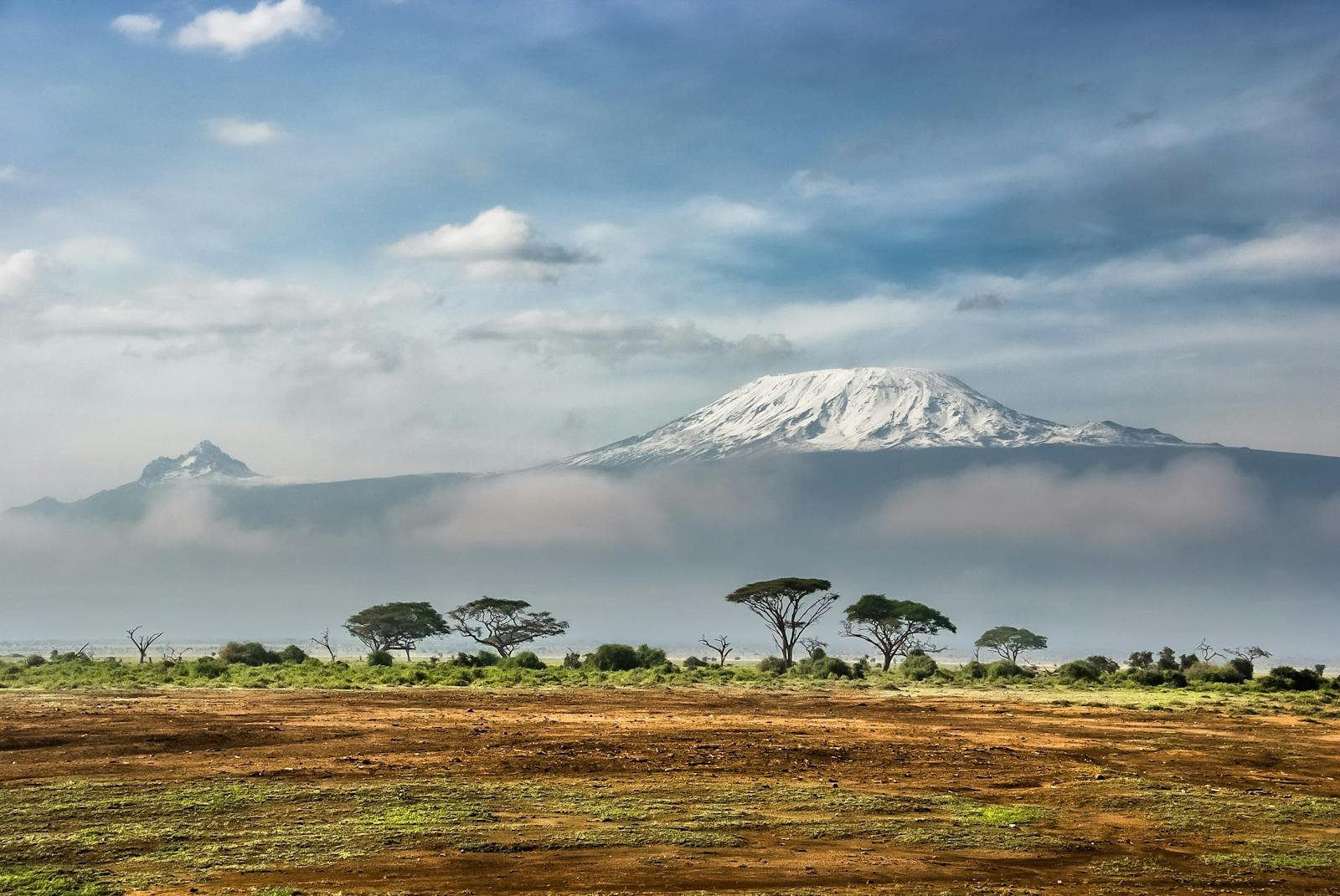 Frozen in Time: The Prehistoric Plants Thriving on Kilimanjaro’s Slopes