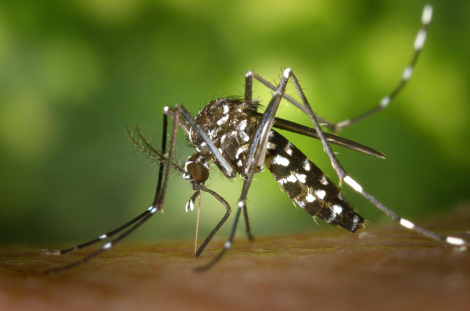 How Mosquito Larvae Use Surface Tension to Hang Upside Down