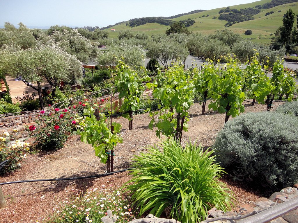 Native Plant Sanctuaries