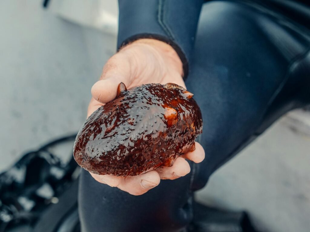 The Role of the Sea Cucumber