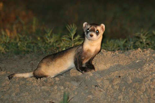 Black-Footed Ferret