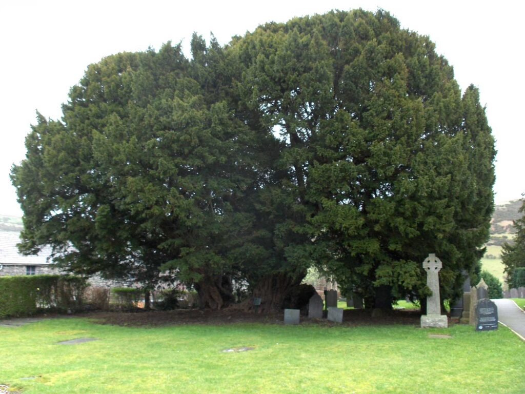 Llangernyw yew.
