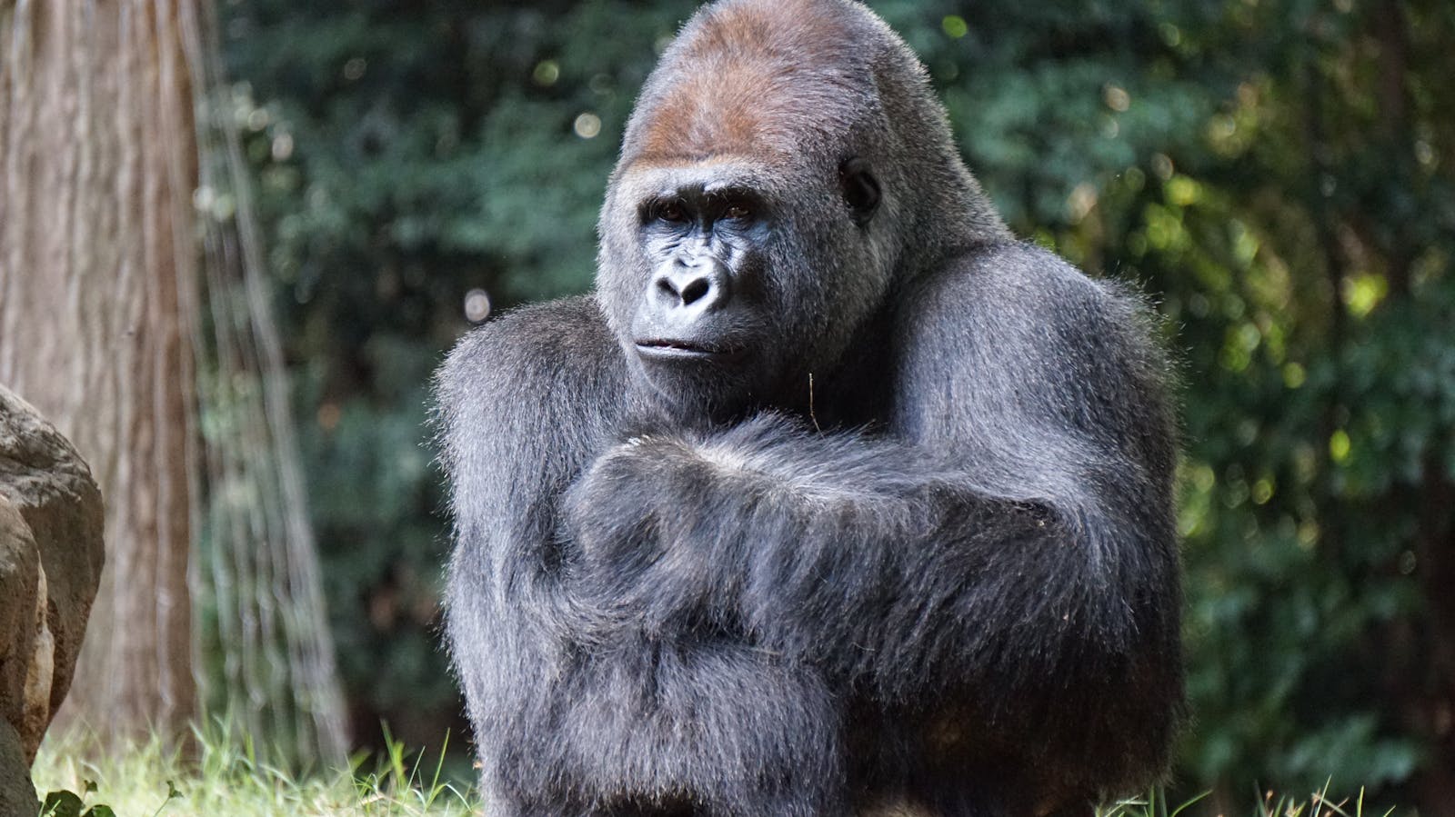 Nature’s Hidden Symphony: The Untold Story of Gorilla Mealtime Melodies