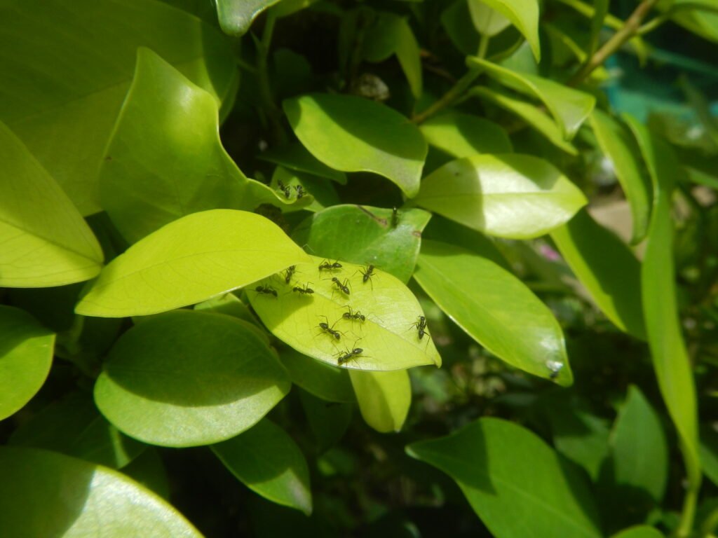 Plant with ants