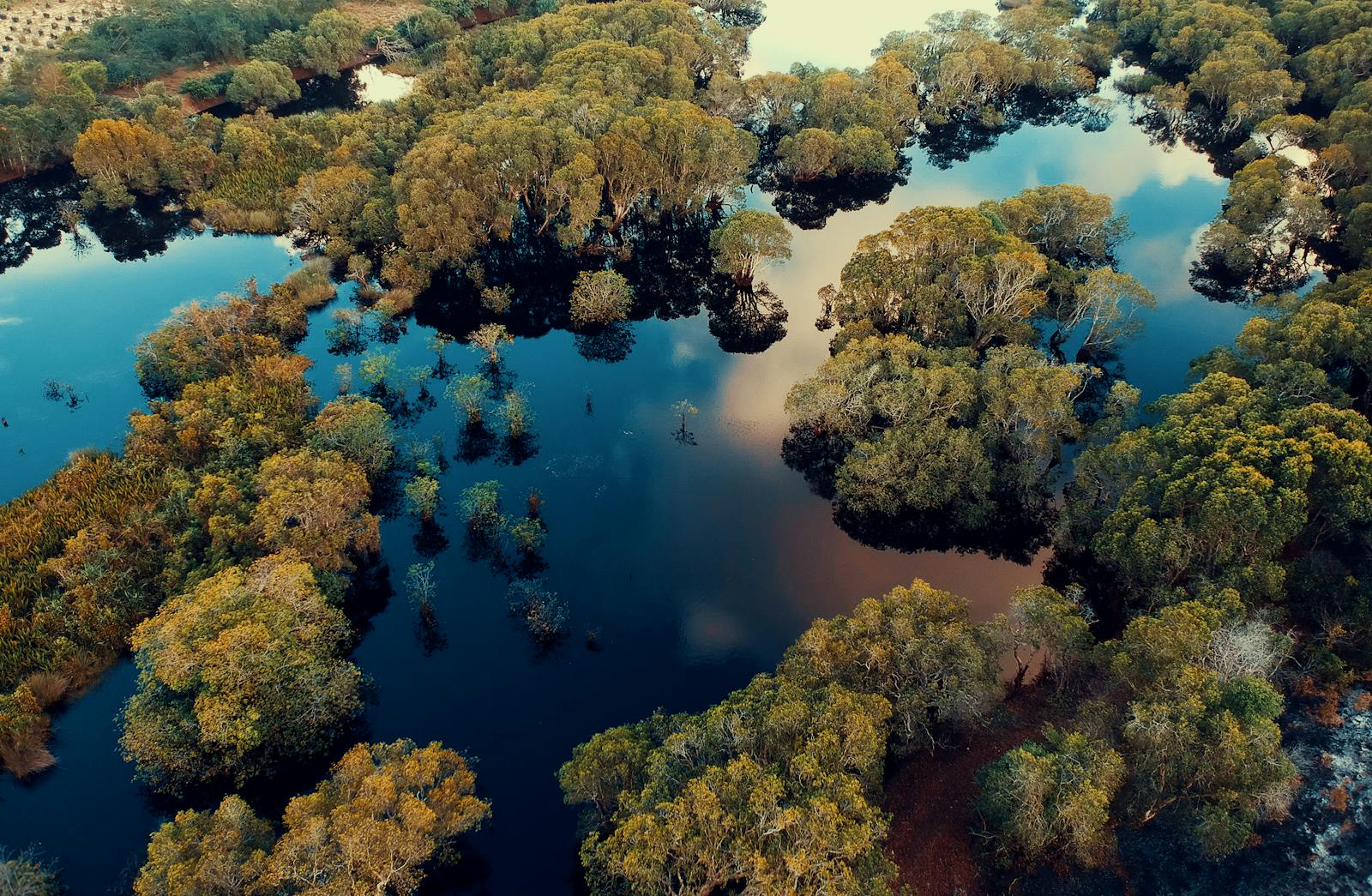 The Disappearing Mangroves: Nature’s Flood Defenses Are Under Threat