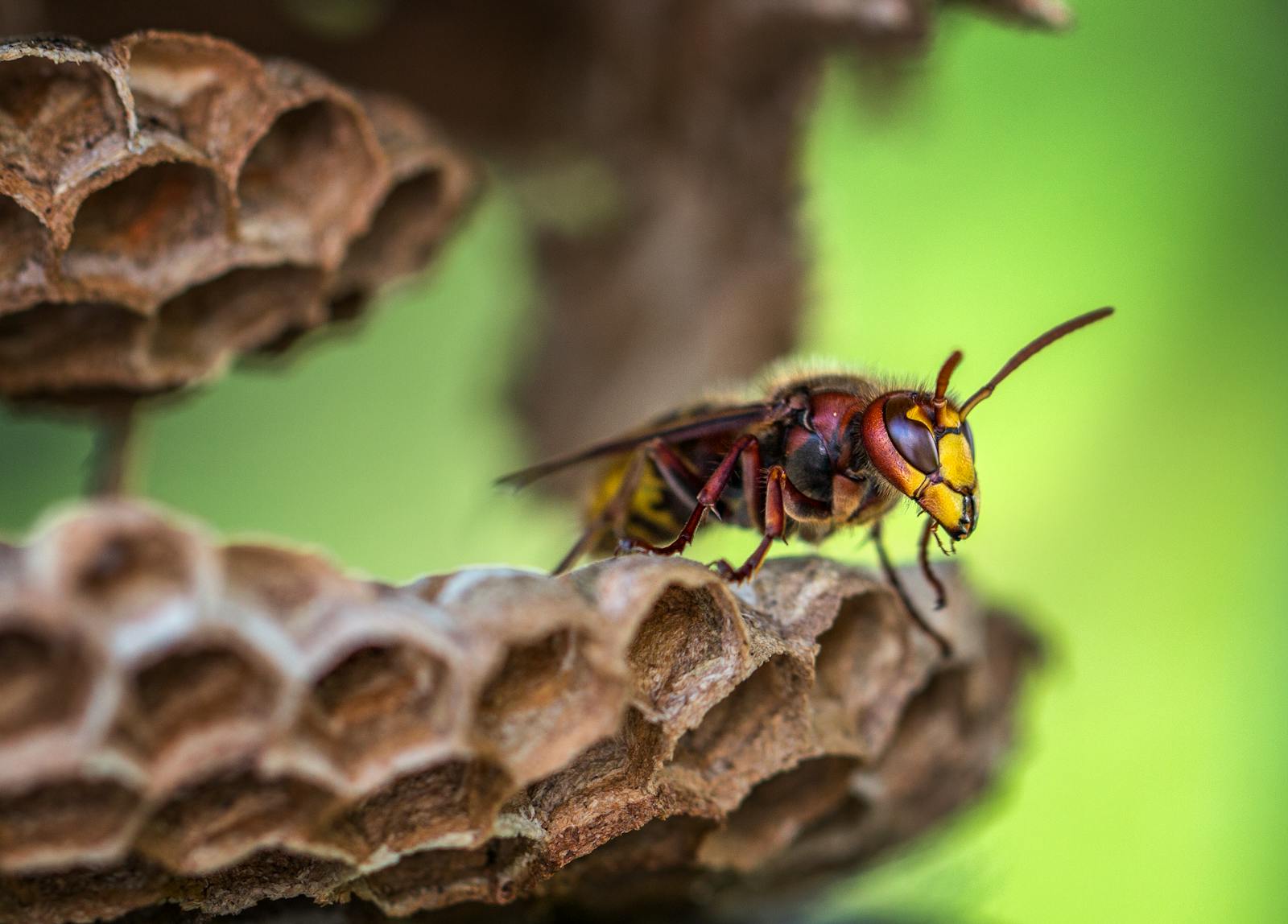 Wasp Paper Makers: How Insects Create Their Own Construction Materials