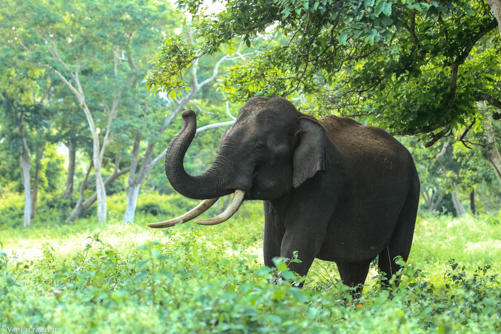 Why Silence Isn’t Neutral: The Biological Limits of Animal Communication and Our Moral Response