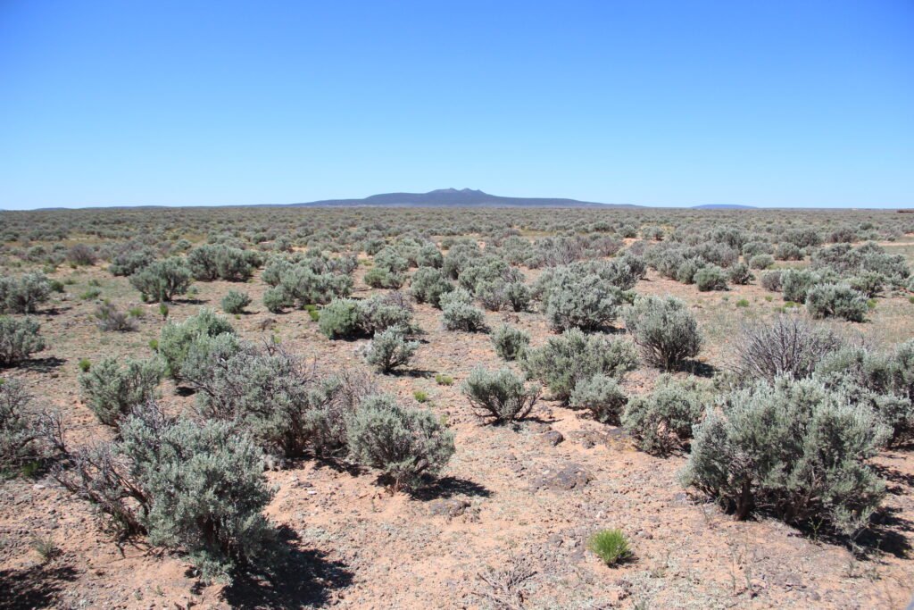 New Mexican desert - panoramio.