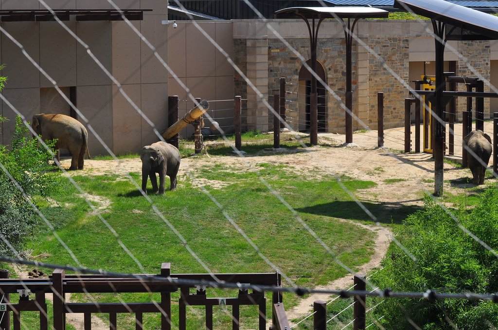 The Role of Zoos