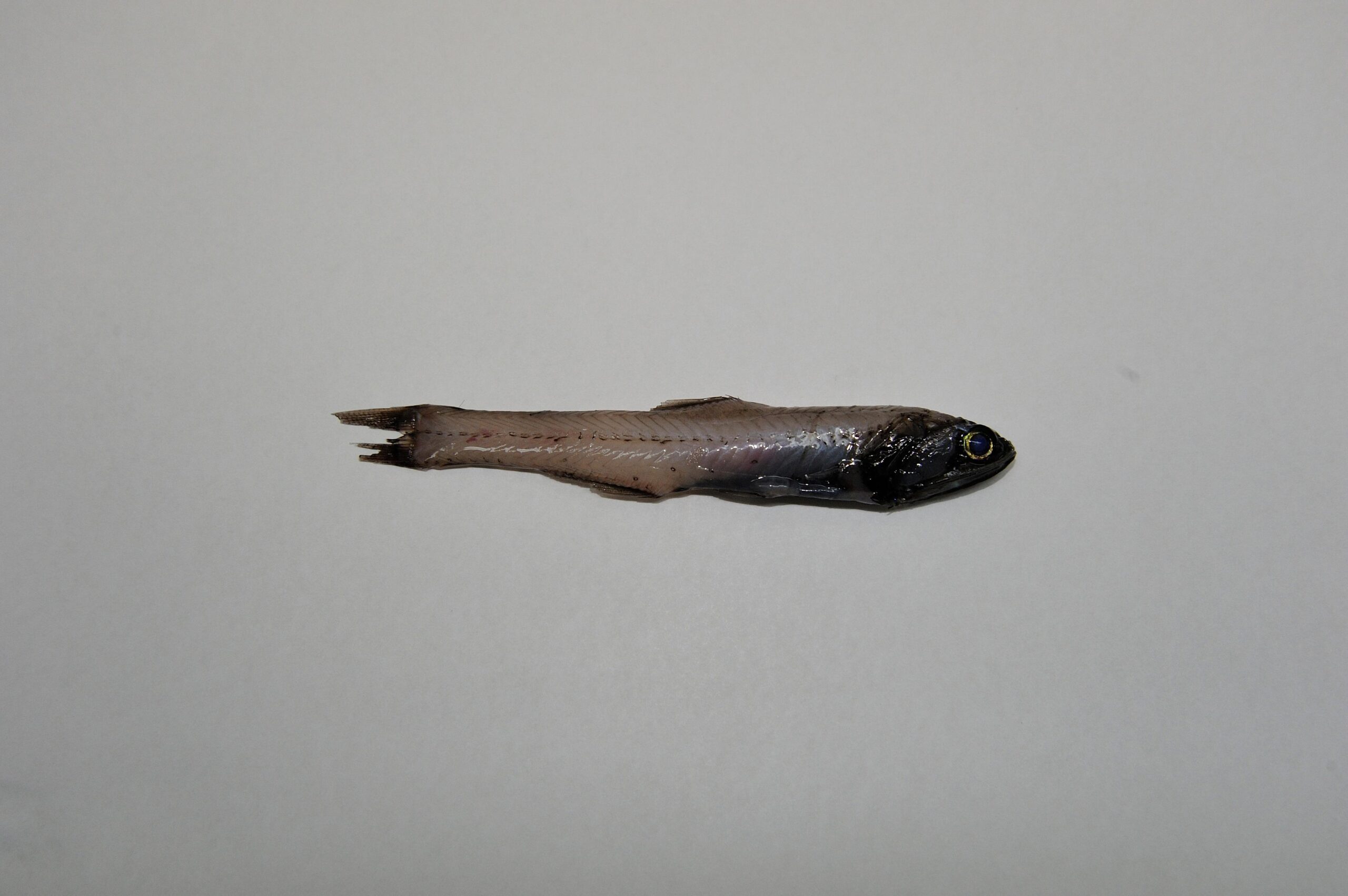 The Twilight Zone: Meet the Lanternfish Powering Ocean Ecosystems
