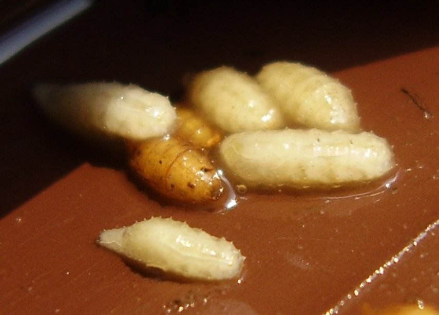 fruit fly larvae and pupa