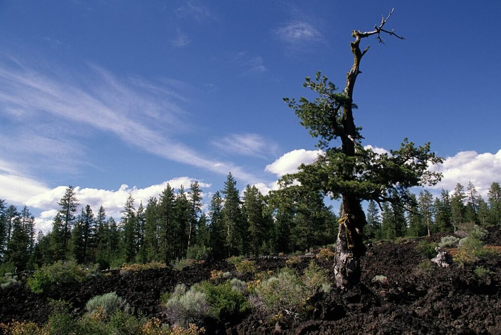 Lava Cast Forest