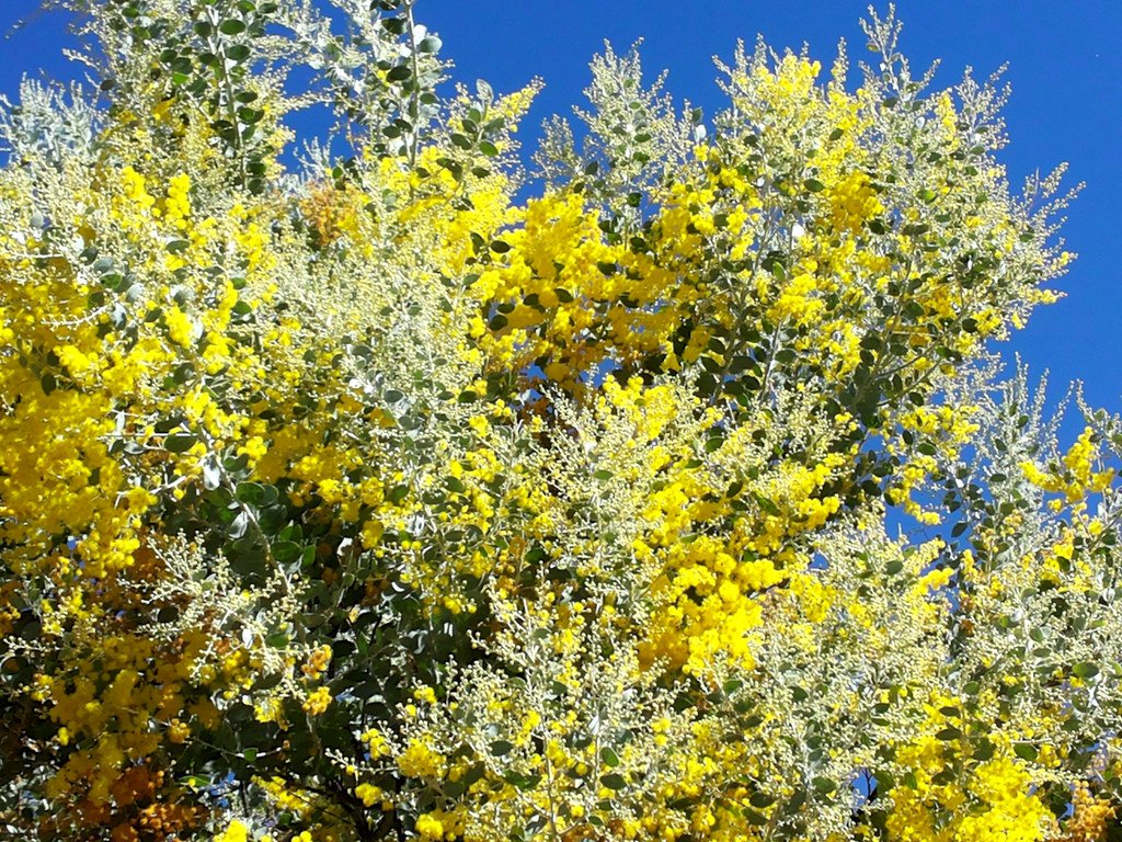 Winter flowering Queensland silver wattle