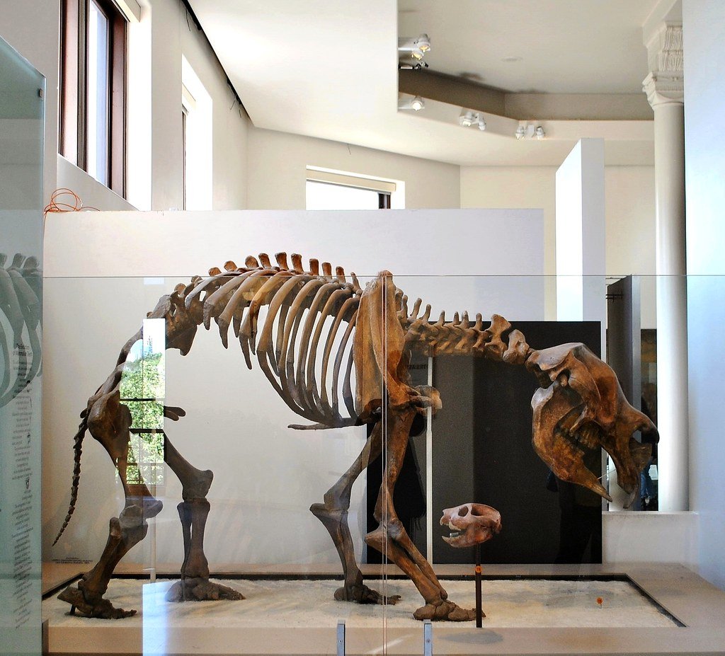 Diprotodon