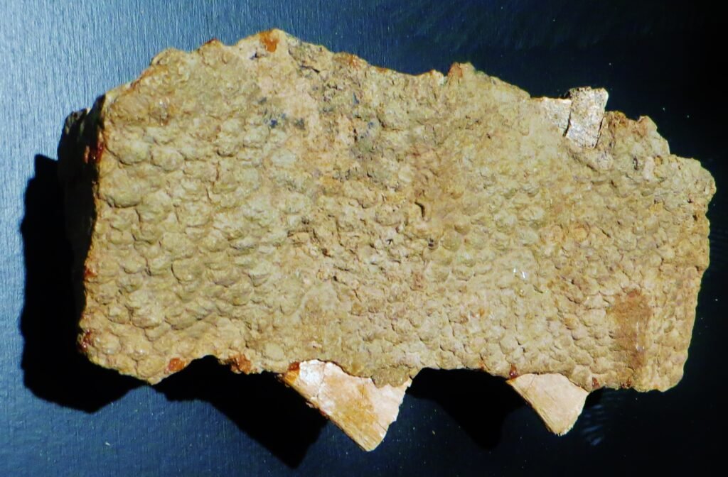 skin fossils