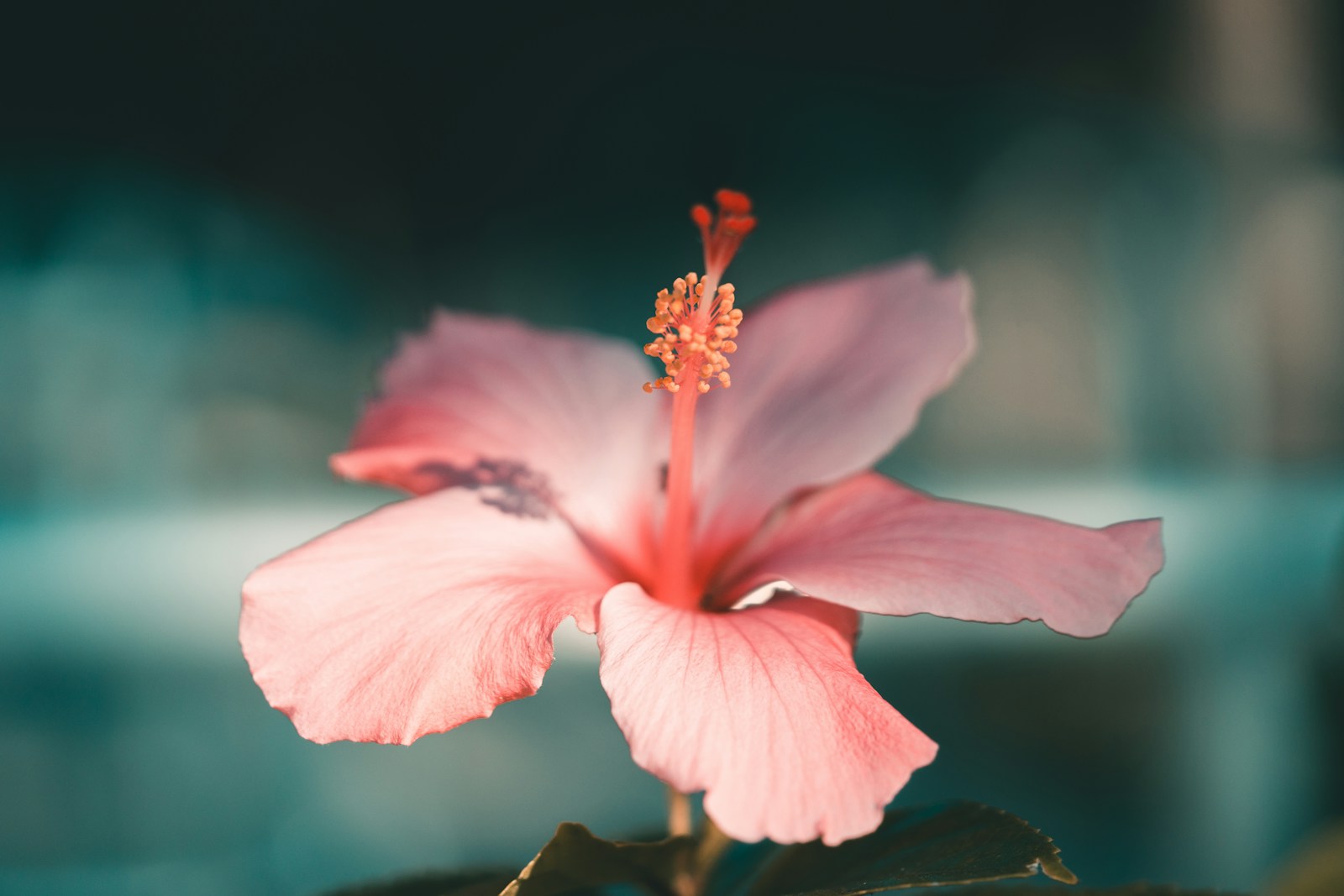 From Frangipani to Hibiscus: The Chemistry Behind Lei Day’s Iconic Flowers