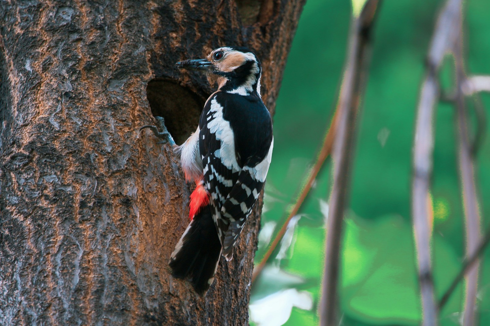 Why Woodpeckers Don’t Get Concussions