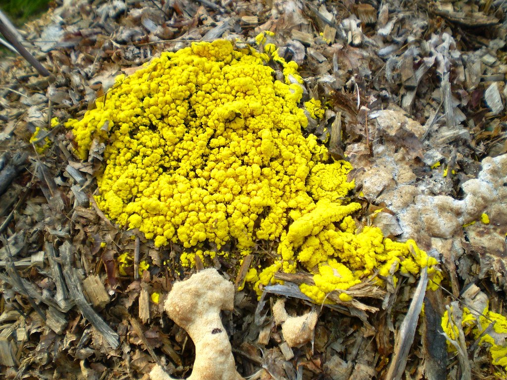 Yellow Slime mold
