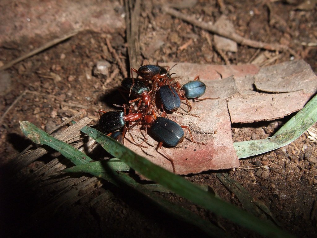 Bombardier beetles.