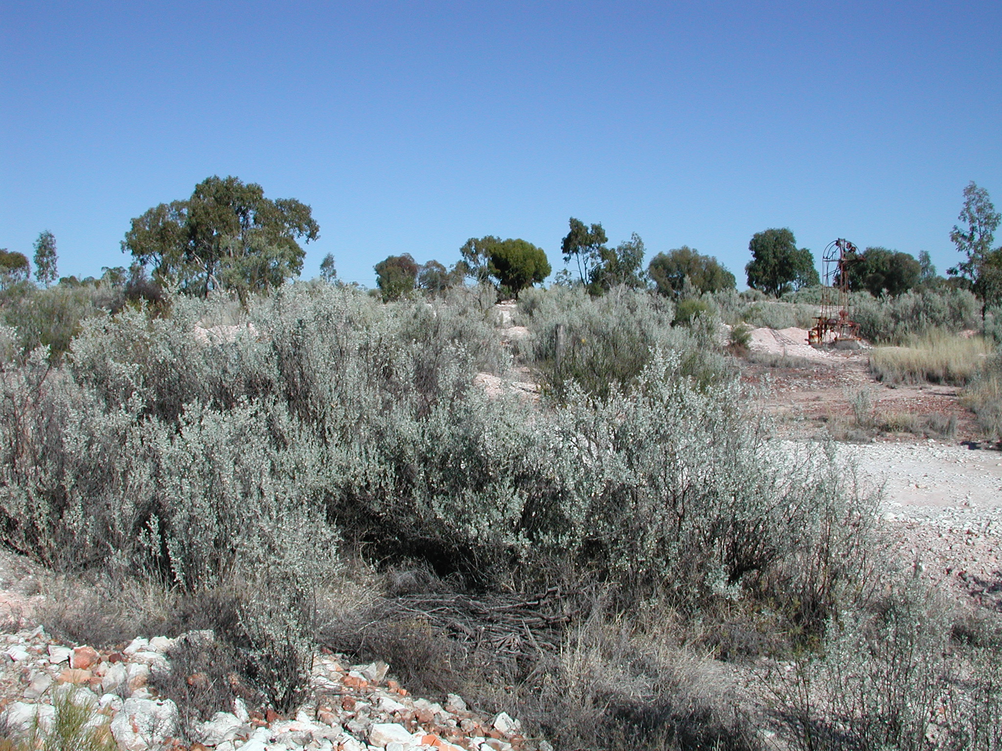 The Bush Tucker Garden: Aboriginal Food Plants for Modern Backyards