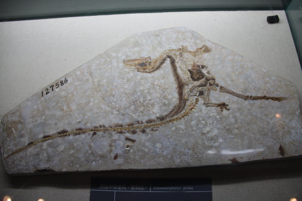 Sinosauropteryx