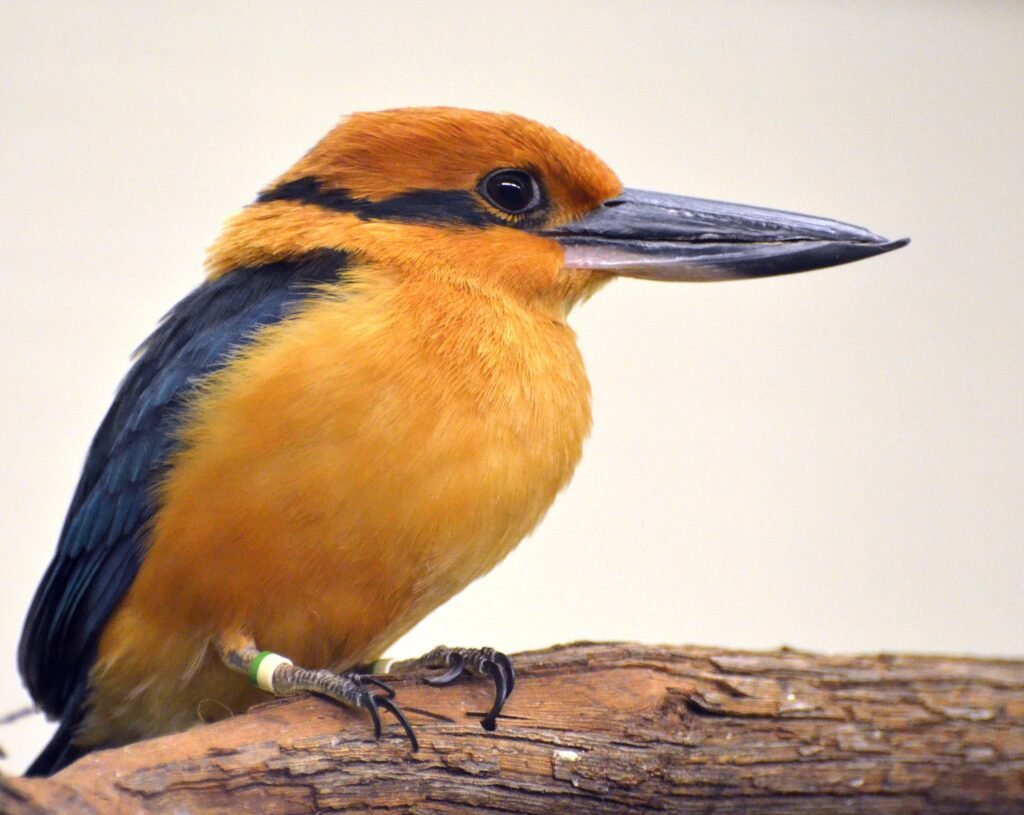 Micronesian Kingfisher.
