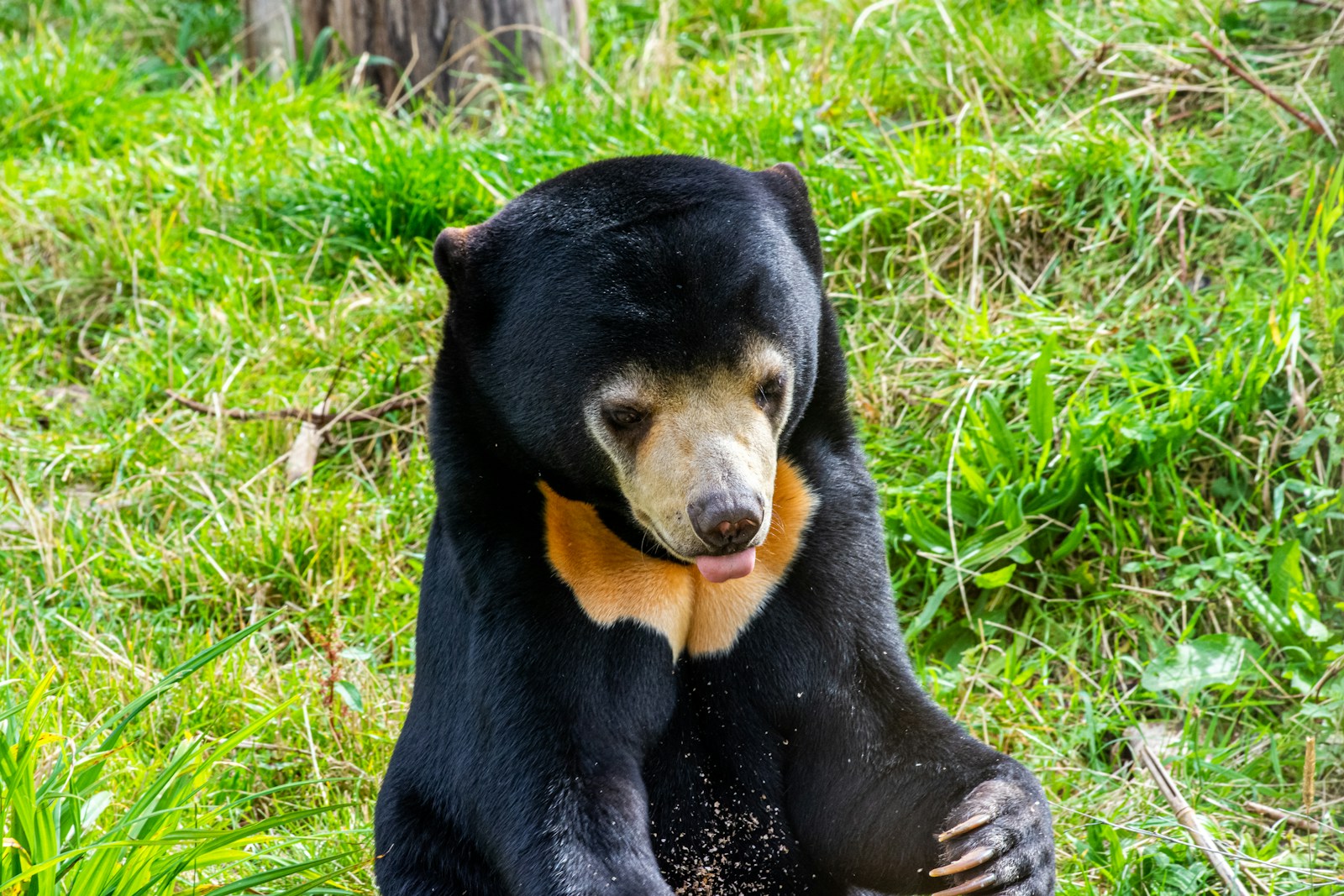 The Sun Bear: Southeast Asia’s Forgotten Forest Guardian