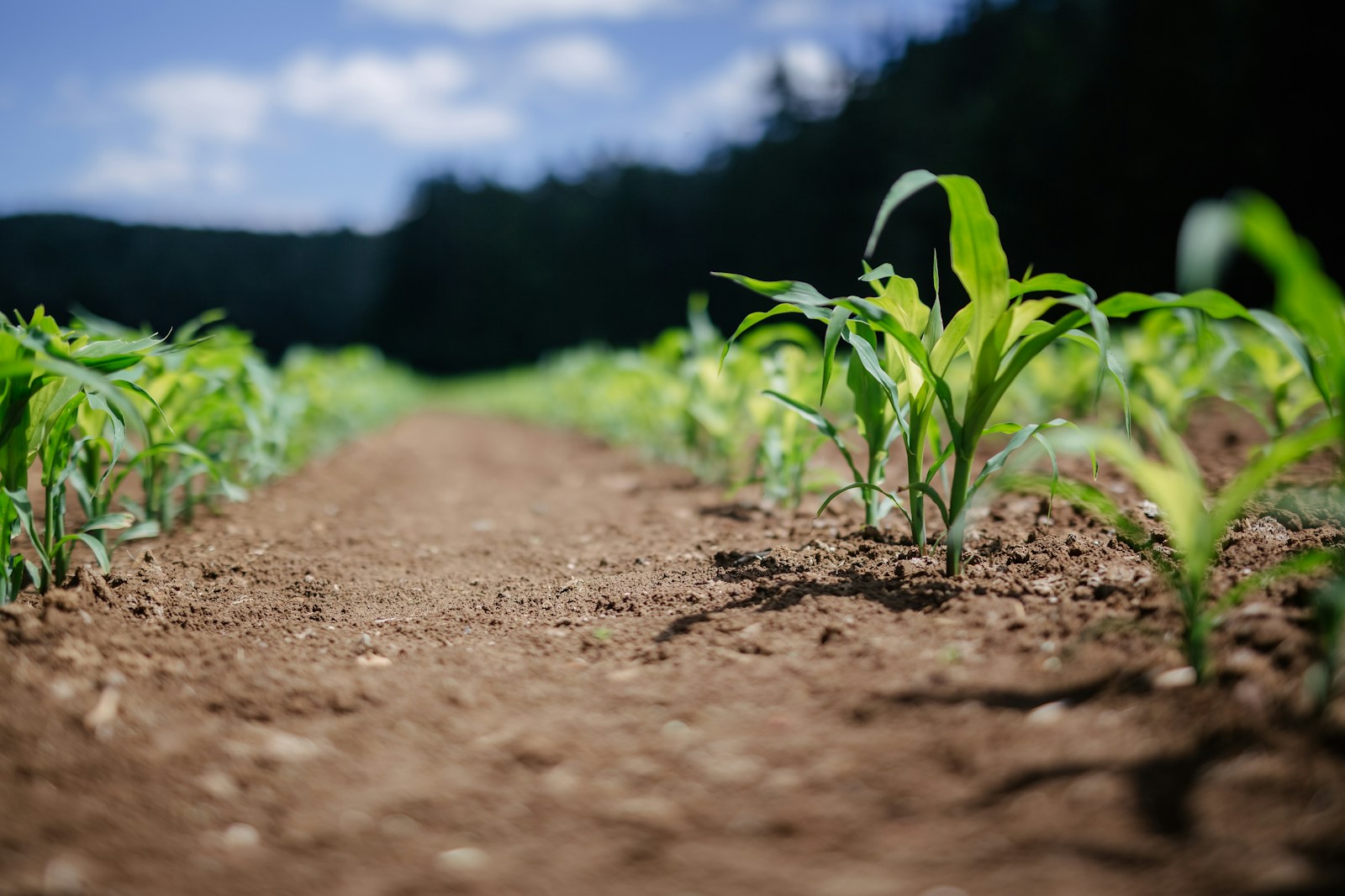 The Choctaw Garden: Reviving Ancient Crops in Mississippi’s Soil
