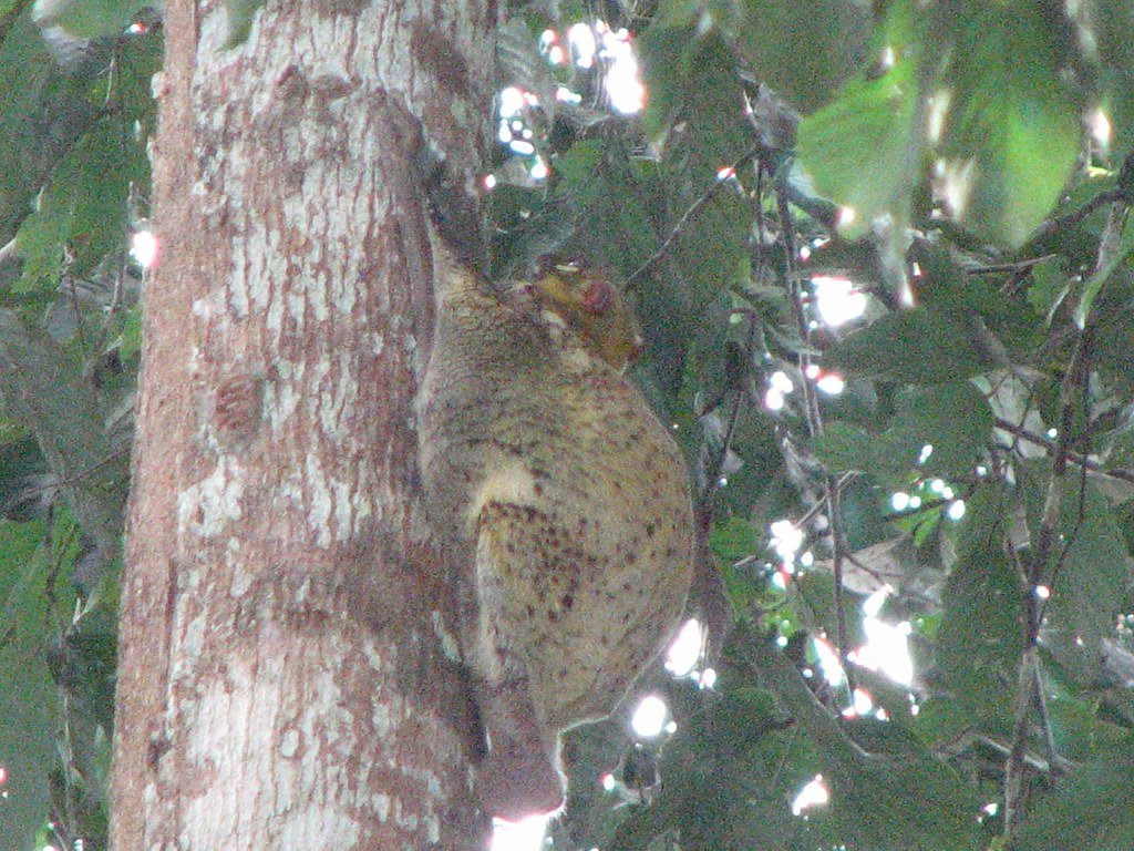 Colugo
