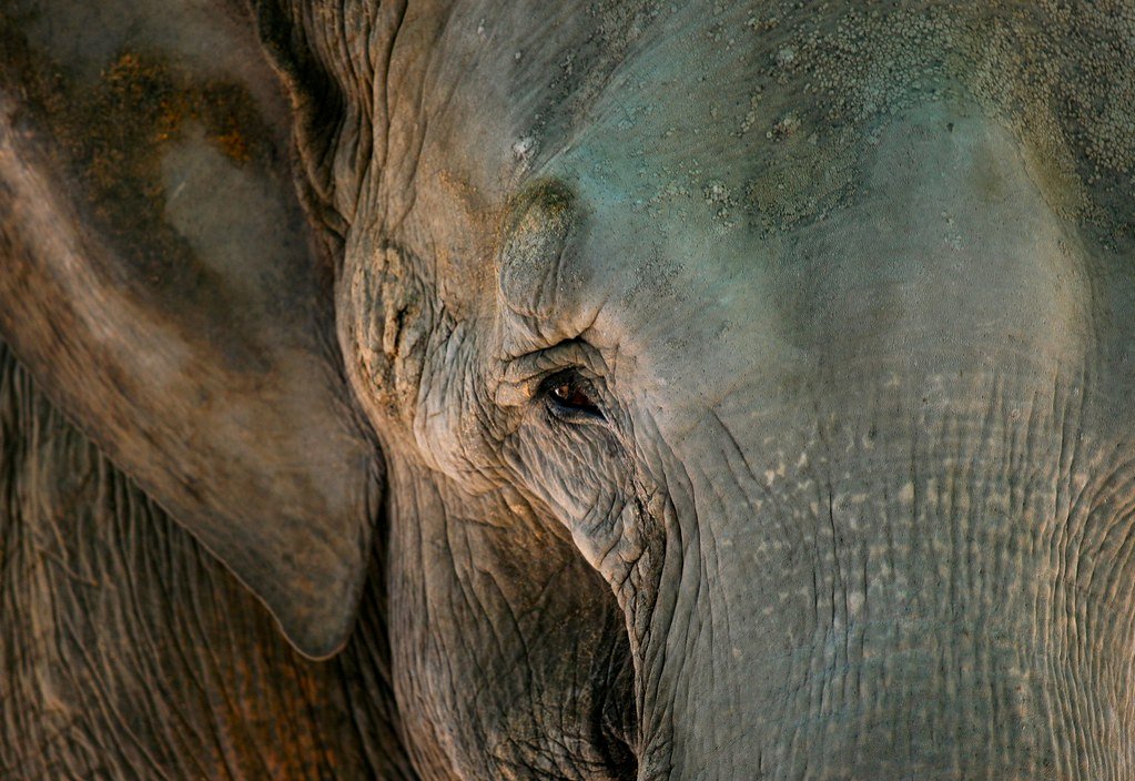 Eye of an Elephant.