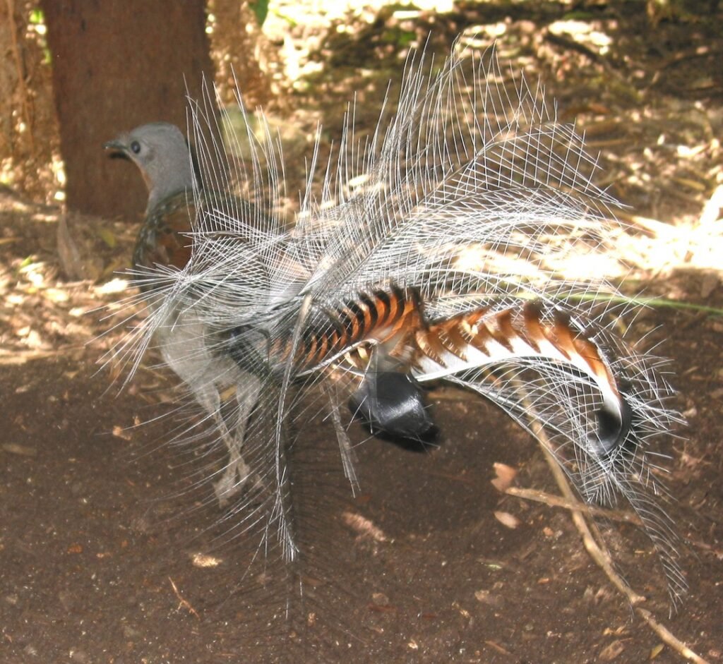 Lyrebird.