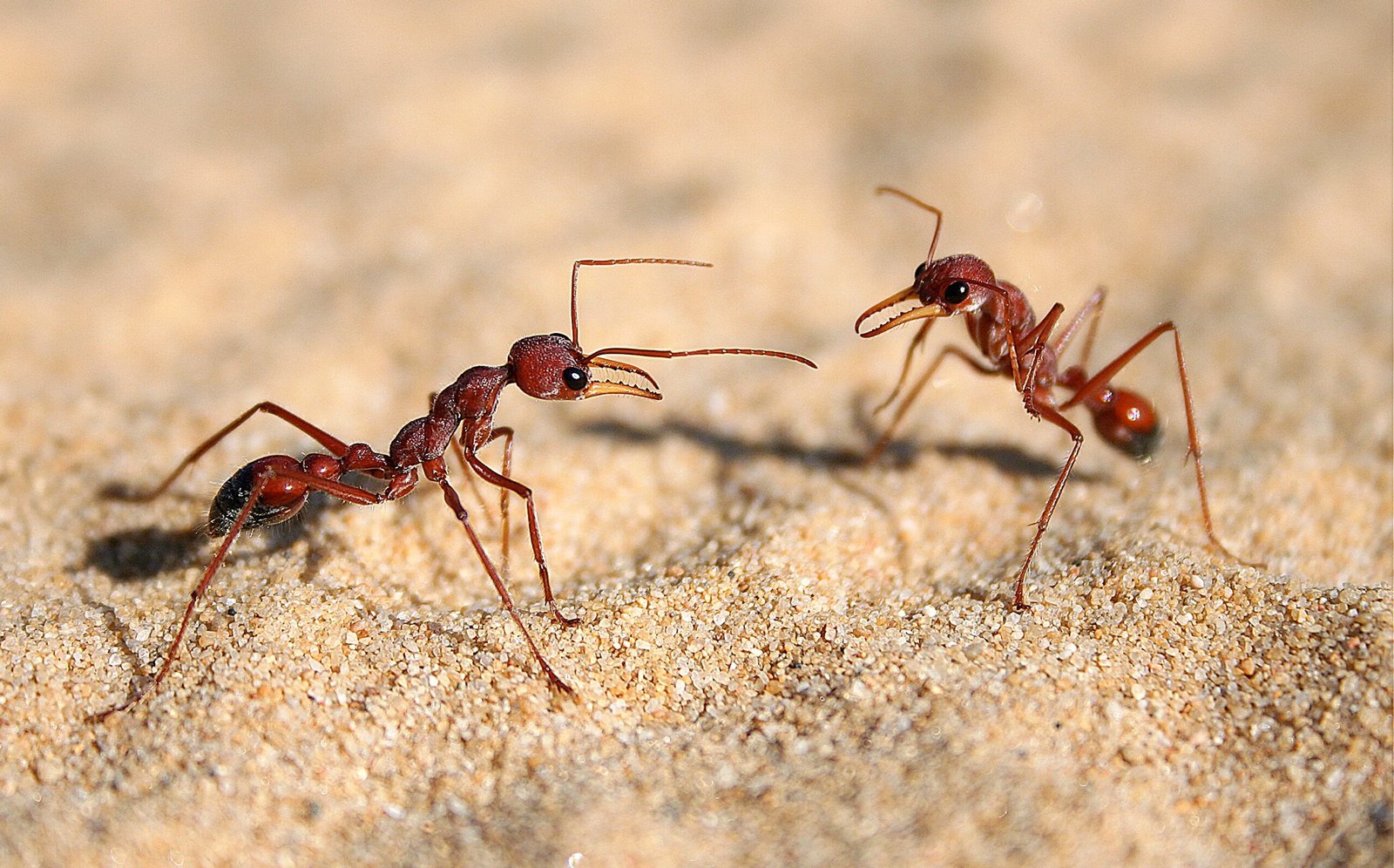 The Ants That Farm Inside Trees: How Dambos Ants Carve Out Their Own Agricultural World